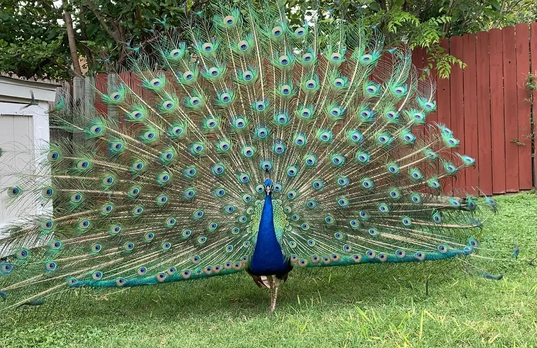The Peacock House-1